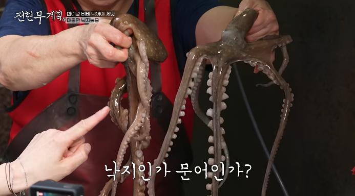 산낙지