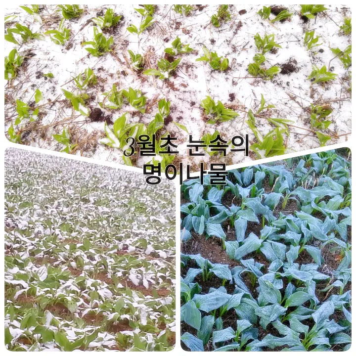 정선 명이나물 부부의 쿵짝 인생 생 명이나물 명이김 명이장아찌 파는 곳 온라인 전화주문 택배 판매