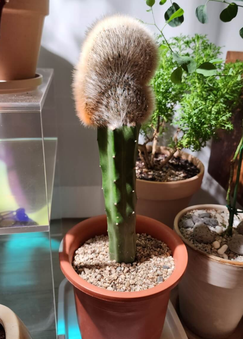 솜털같은 느낌이지만 아햔 가시인 밍크선인장