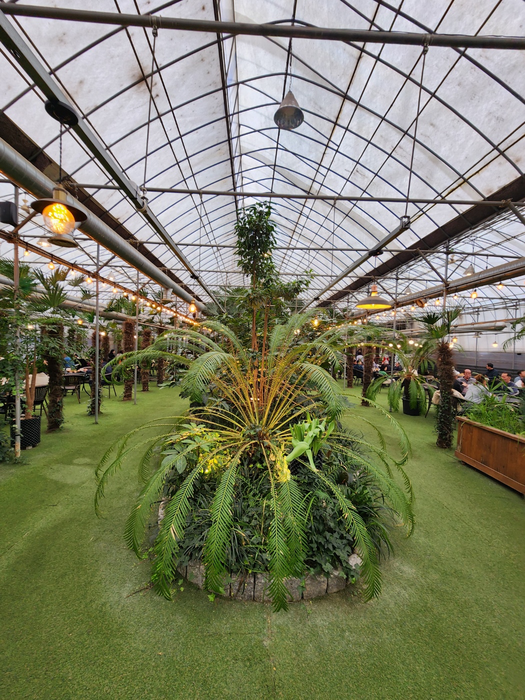 코코테로의 식물들