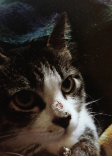 백선에 걸린 고양이.