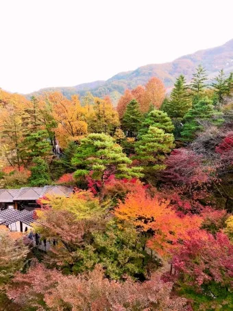 화담숲 단풍 절정시기 예약 방법까지 정리_23
