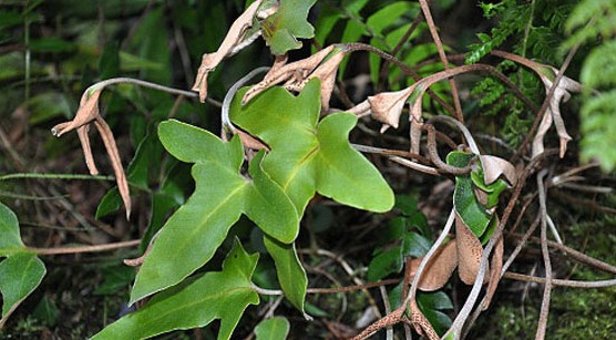 국내 자생 희귀 식물 – 세뿔석위