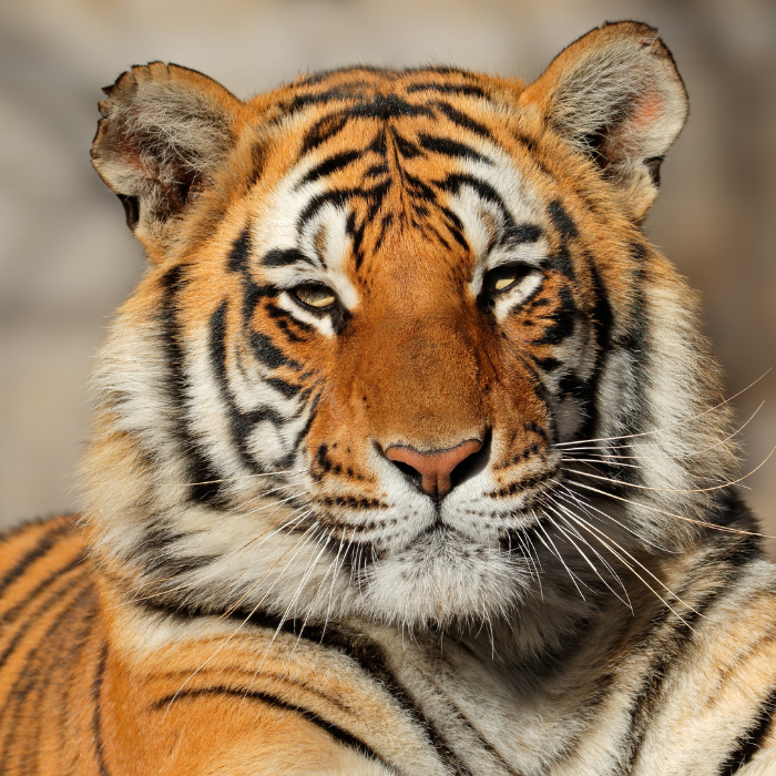 아들_남자아이_태몽_종류_해석