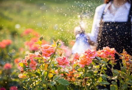 꽃 관리 초보도 잘 배우면 이렇게 예쁜 꽃 을 키울 수 있습니다. 꽃 사진