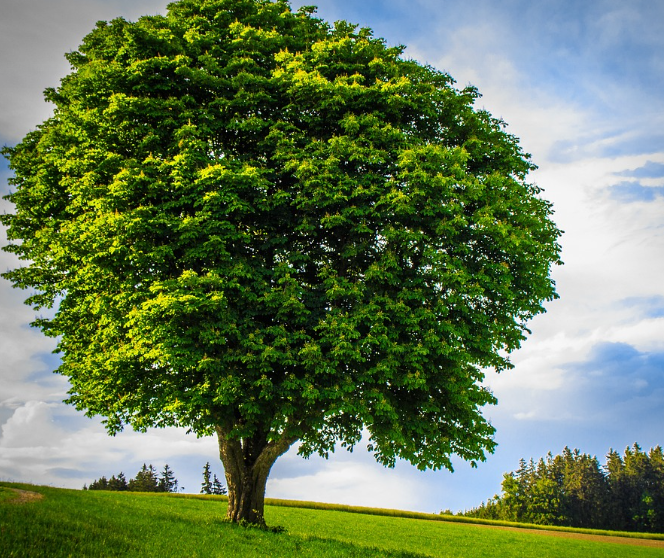 갈렙의 믿음을 잘 보여주는 우뚝 선 나무 사진