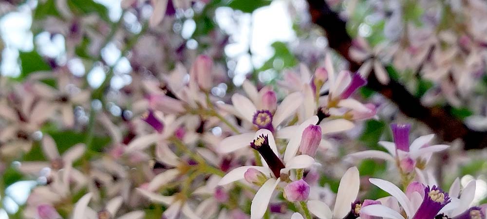 하논오름 멀구슬꽃