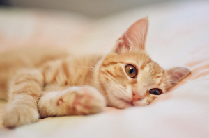 몽글몽글한 고양이