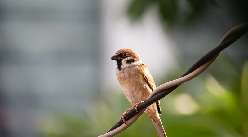 전선 코드와 인테리어