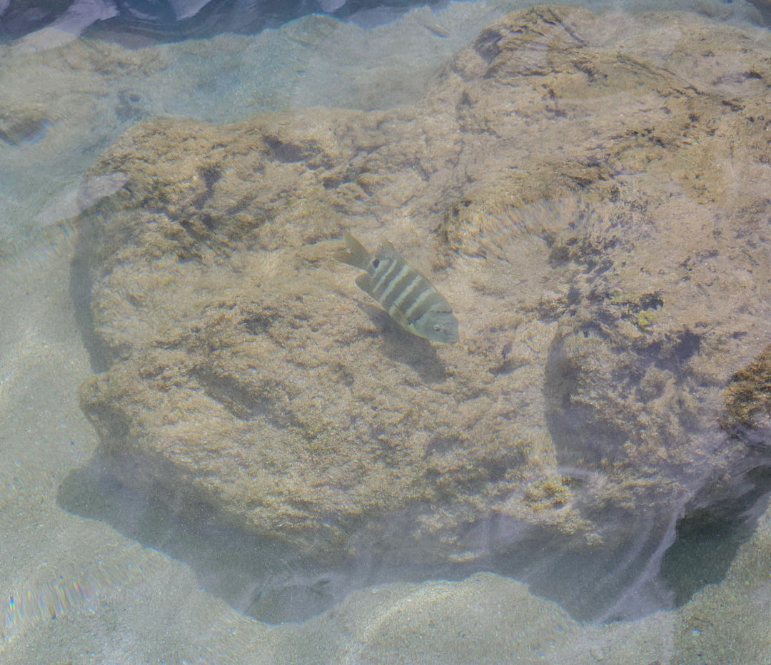 샥스코브 열대어