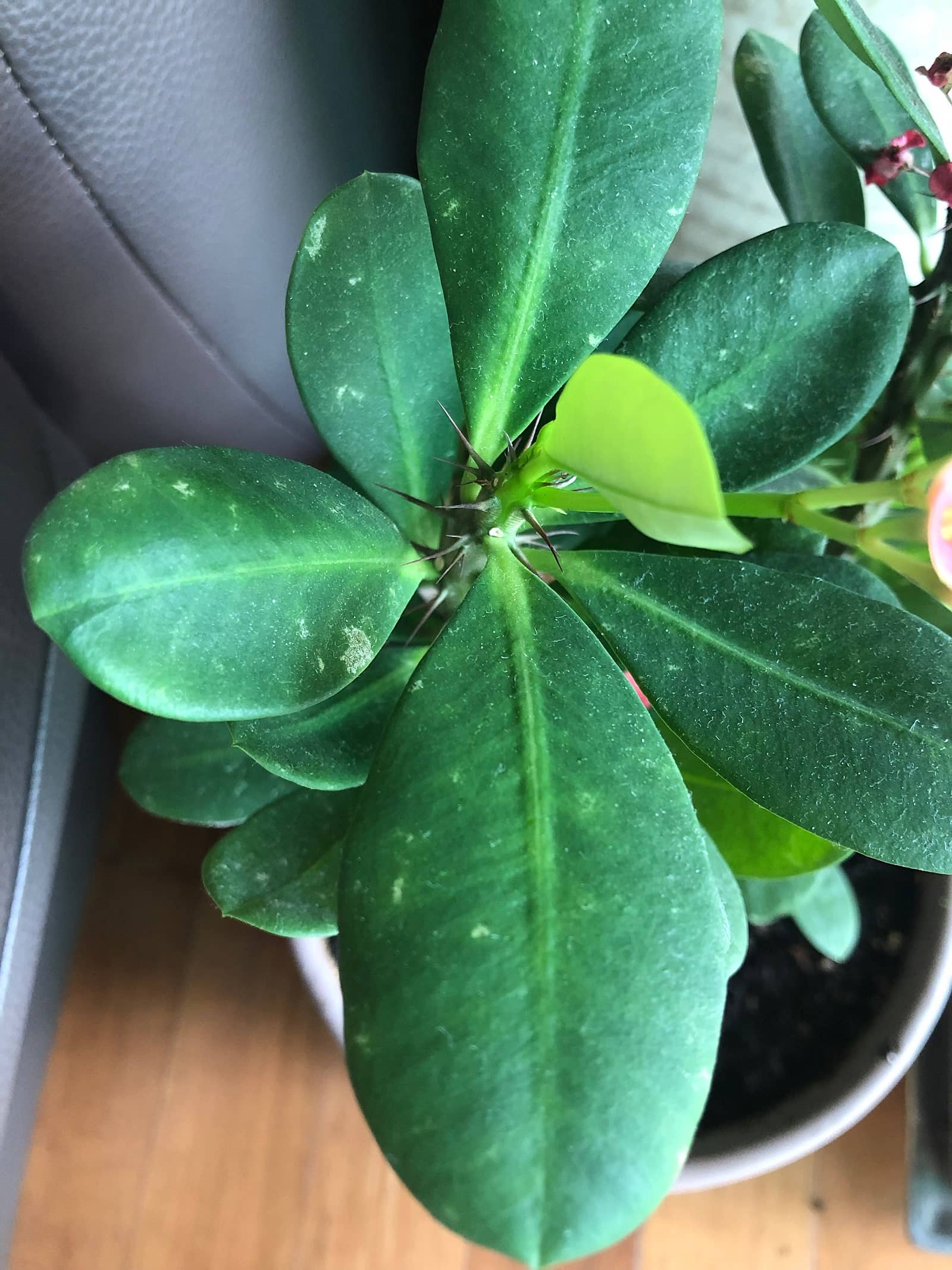 실내 잔류염(하얀 얼룩) 제거 가이드 &mdash; 분무&middot;가습기 물때 없이 잎 광택 살리는 초보 루틴