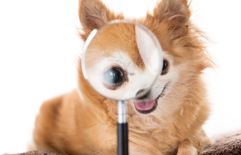 돋보기와 강아지