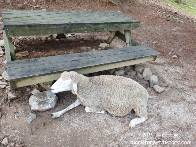 춘천 해피초원목장