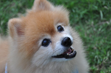 주인을 올려다보는 포메라니안들.