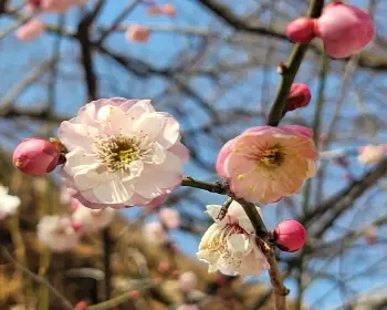 매화 개화시기