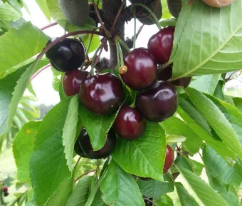 체리나무 재배법 건강한 과일 나무 키우기_11