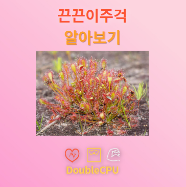 끈끈이주걱 탐구