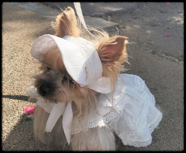 포항에서 반려동물과 함께하는 힐링 페스티벌, 놓치지 마세요!