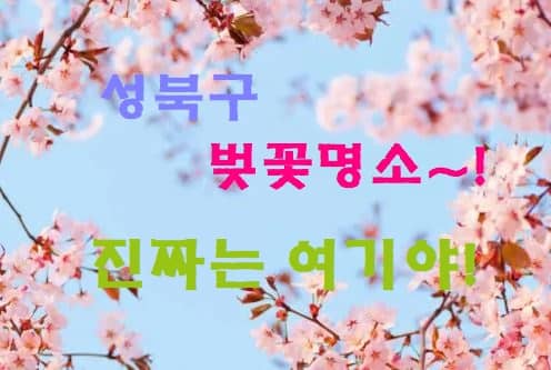 성북구 벚꽃 명소! 진짜는 여기야~!