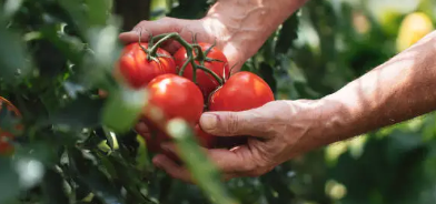 건강에 좋은 토마토