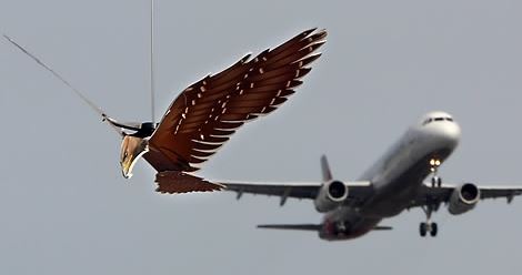 버드 스트라이크의 원인