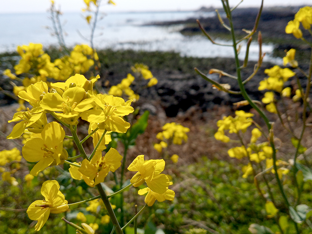 올레4코스: 유채꽃