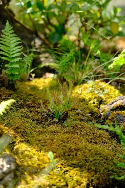 테라리움 키트와 식물 선택 가이드