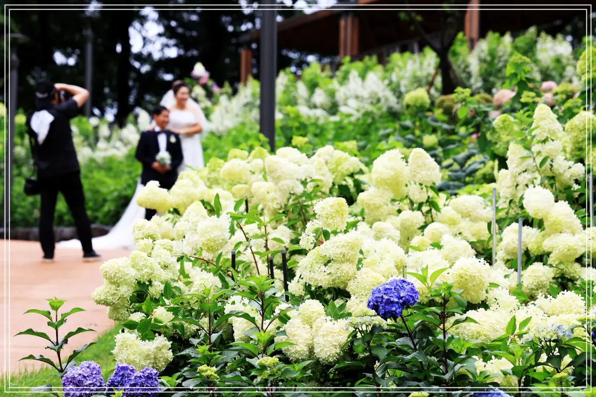 batch_[보도사진2] 2024년 초안산 수국동산 개장기념 이벤트 무료 웨딩사진 촬영이벤트 모습