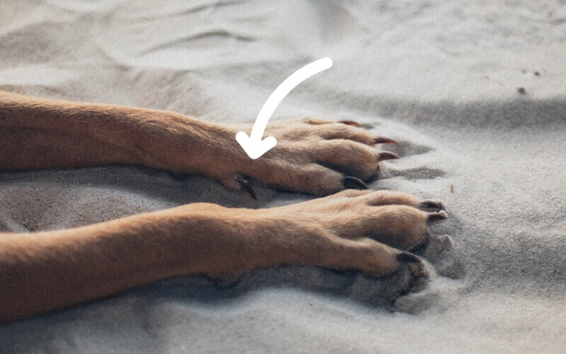 강아지 며느리발톱