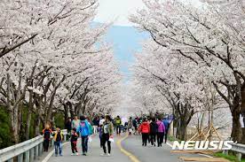 양산시 물금벚꽃축제 기본일정과 프로그램 소개