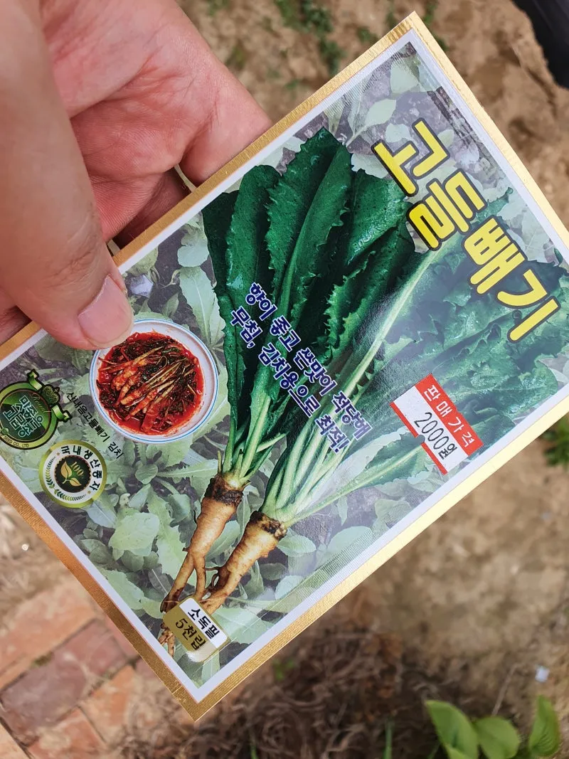 고들빼기 파종시기 심는시기 수확시기 농작물 재배_2