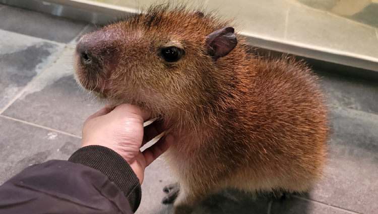 가평 신비동물원