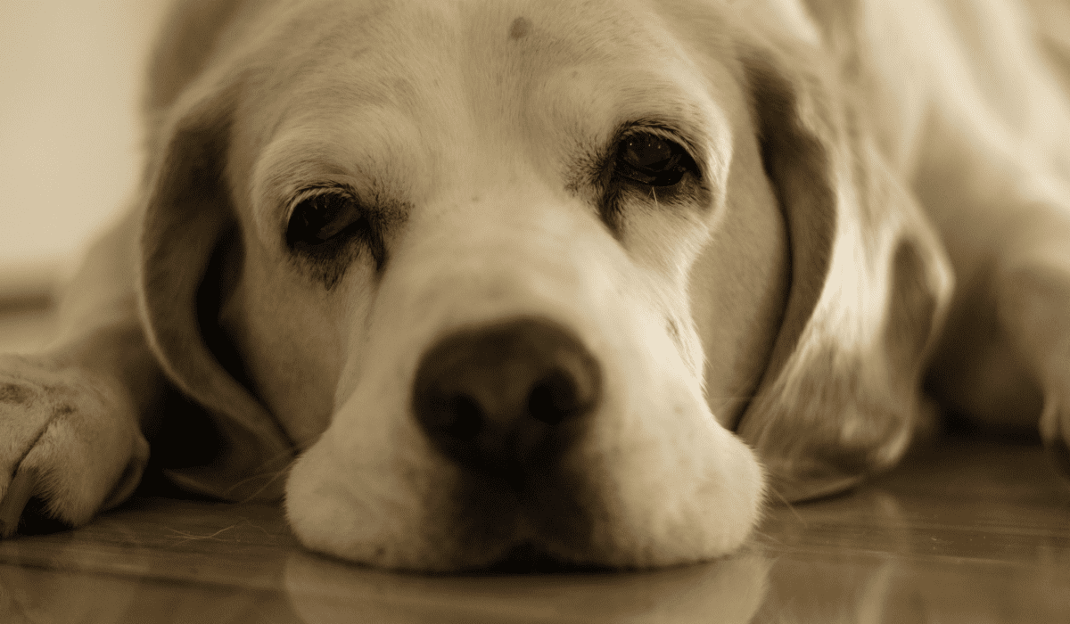 무기력증_자가진단_6