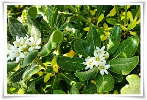 "금목서와 은목서" 한 번 맡으면 잊을 수 없는 가을 꽃의 향기!