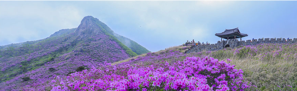 산청 황매산 철쭉축제