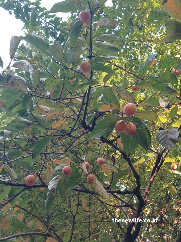 햇살이 비치는 나뭇잎 사이로 주황빛 감이 익어가는 가을 정원 풍경