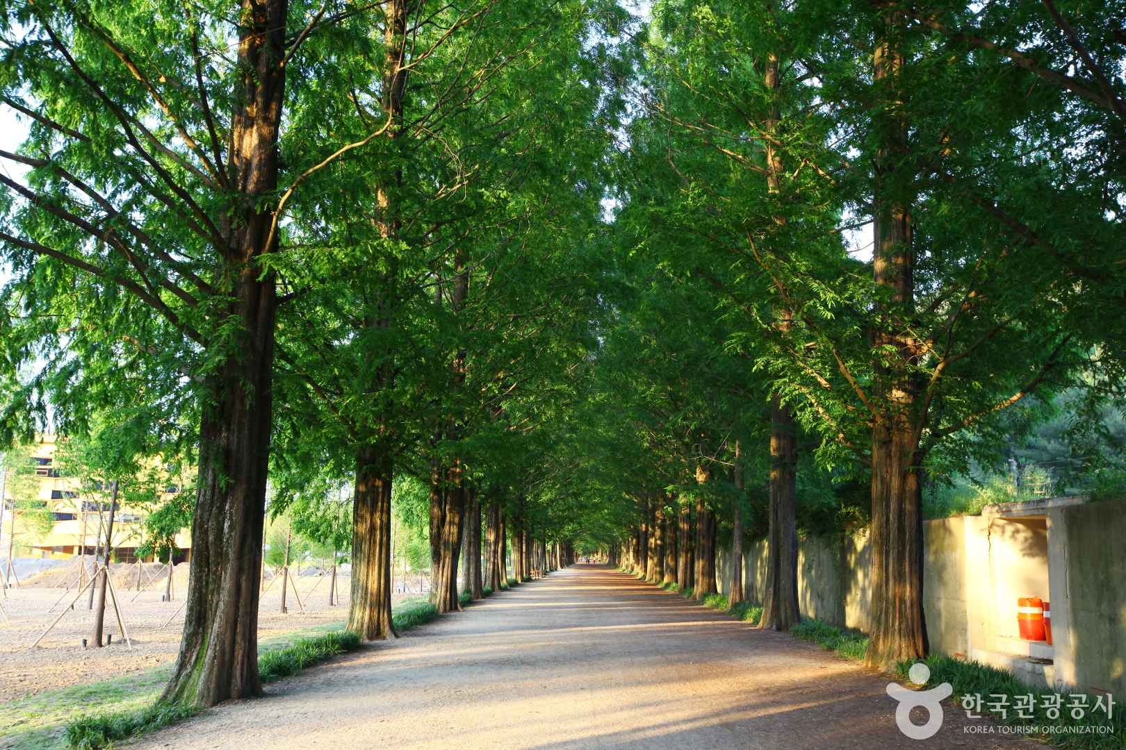 담양 메타세콰이어길