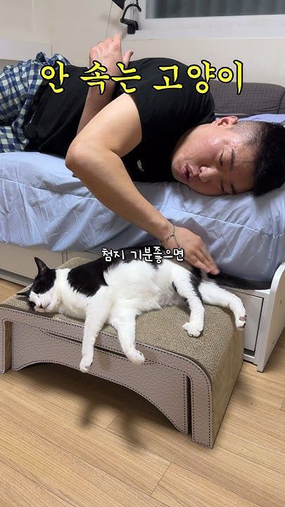 송하빈 고양이 춘봉 첨지