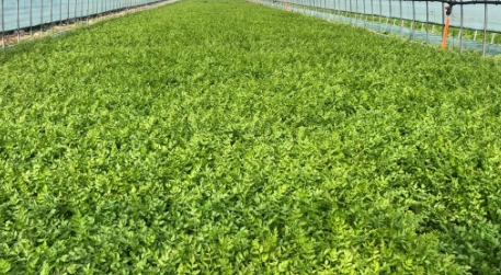 원동미나리축제