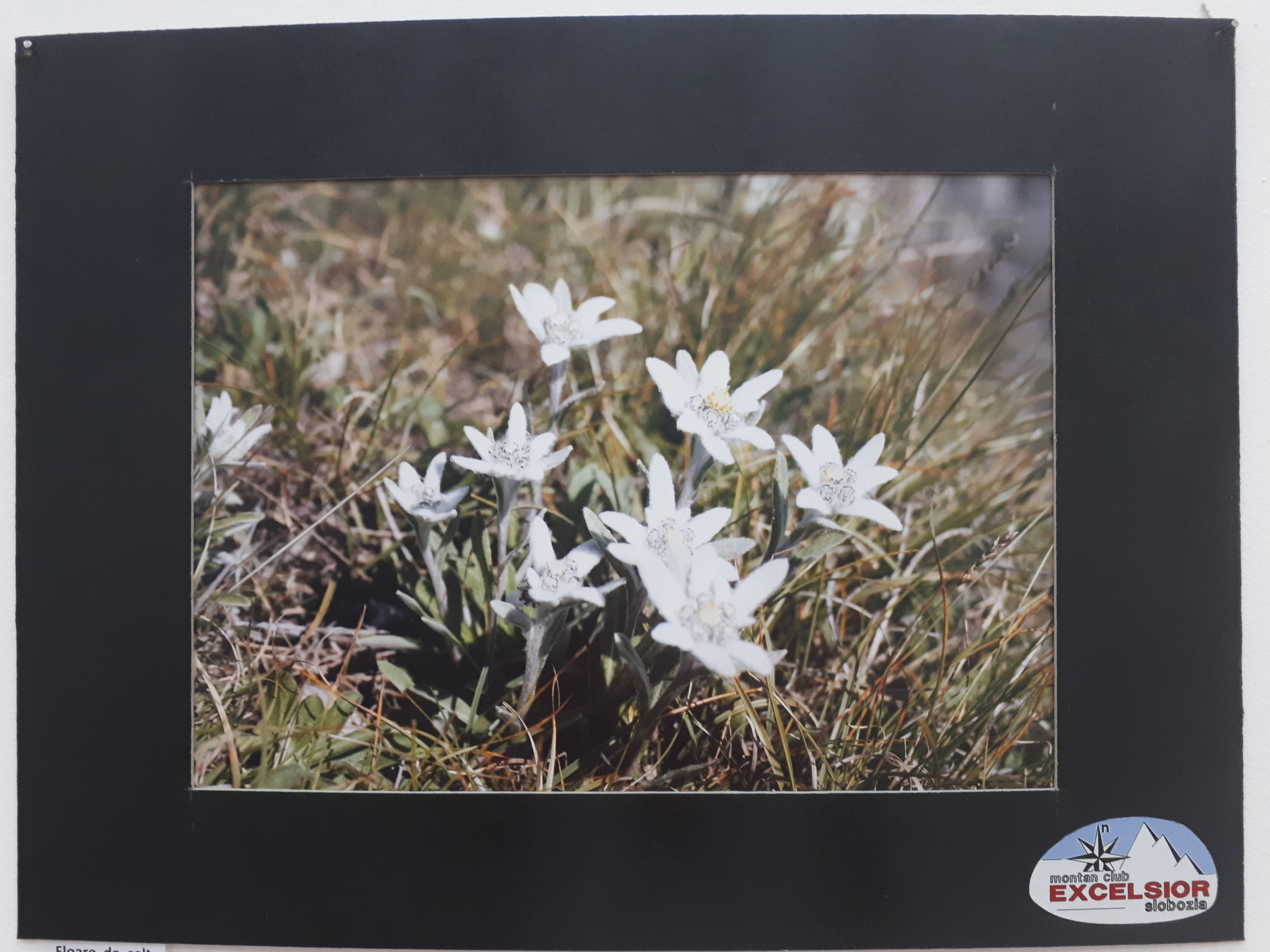 루마니아 슬로보지아 이알로미차 카운티 역사박물관 식물