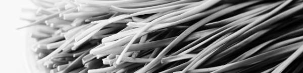 부추 파종시기: 남부지방