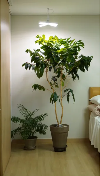 물없이 잘 자라는 실내 식물 추천_10