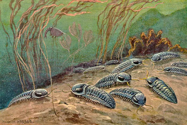 고생대 해저생물