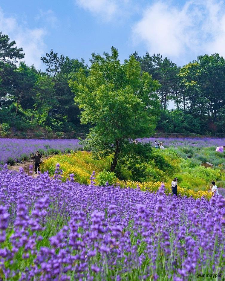 라벤더 명소 개화시기 꽃말