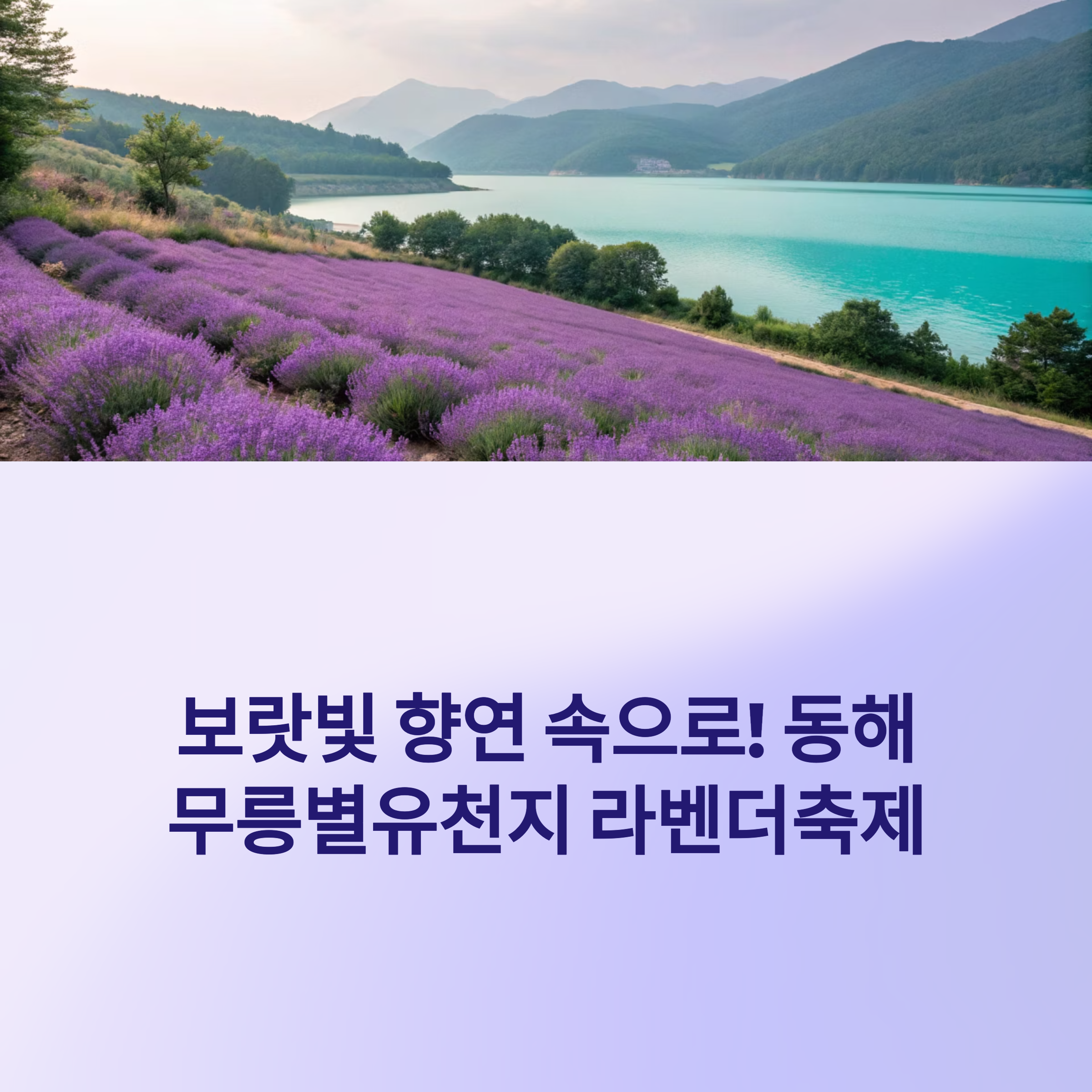 동해 무릉별유천지 라벤더축제 종합 안내