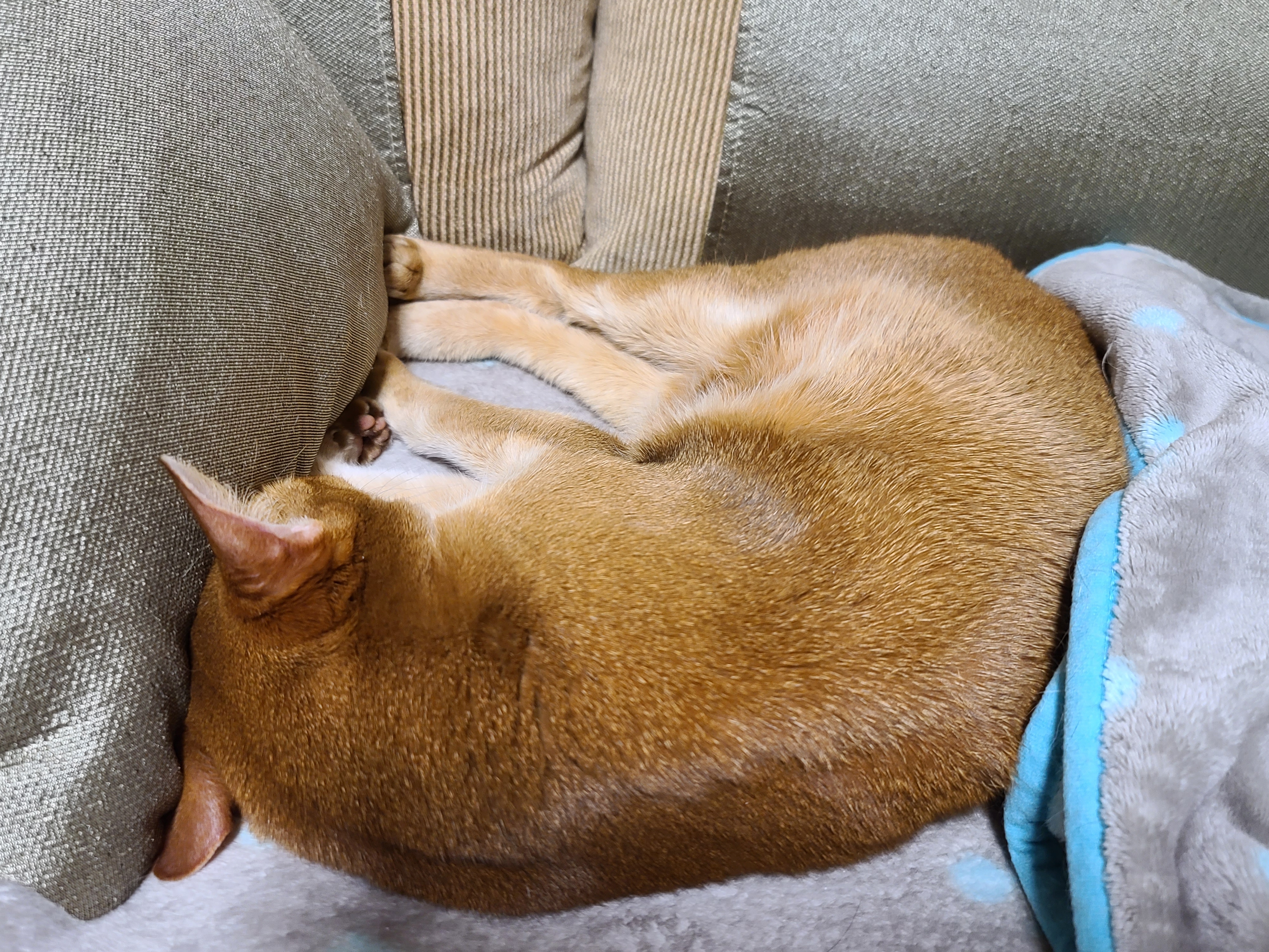 우리집 고양이들에게 전기장판은 선택이 아닌 필수! 보일러가 고장난 3일동안 아홉냥이들은...