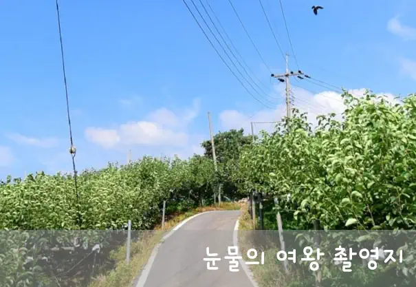 눈물의 여왕 촬영지 배꽃