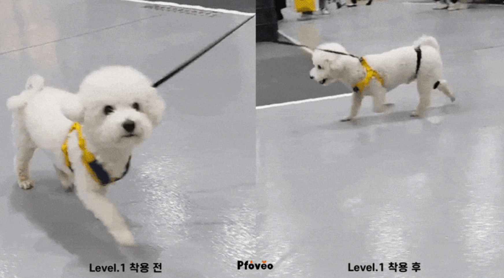 강아지-슬개골-보조대-포베오-착용