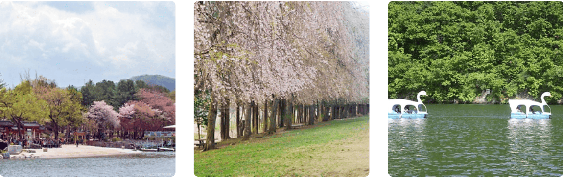 남이섬벗꽃축제