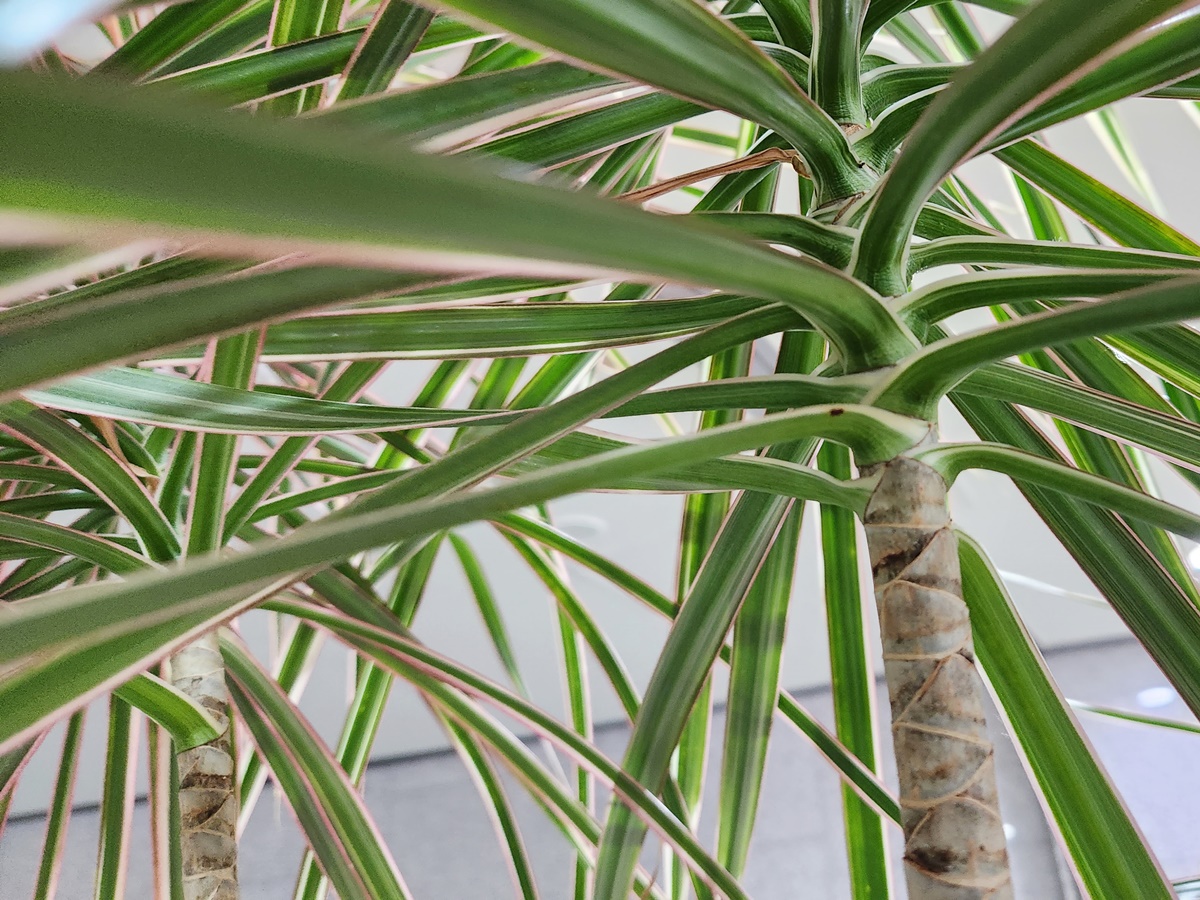 드라세나 마지나타 트리컬러